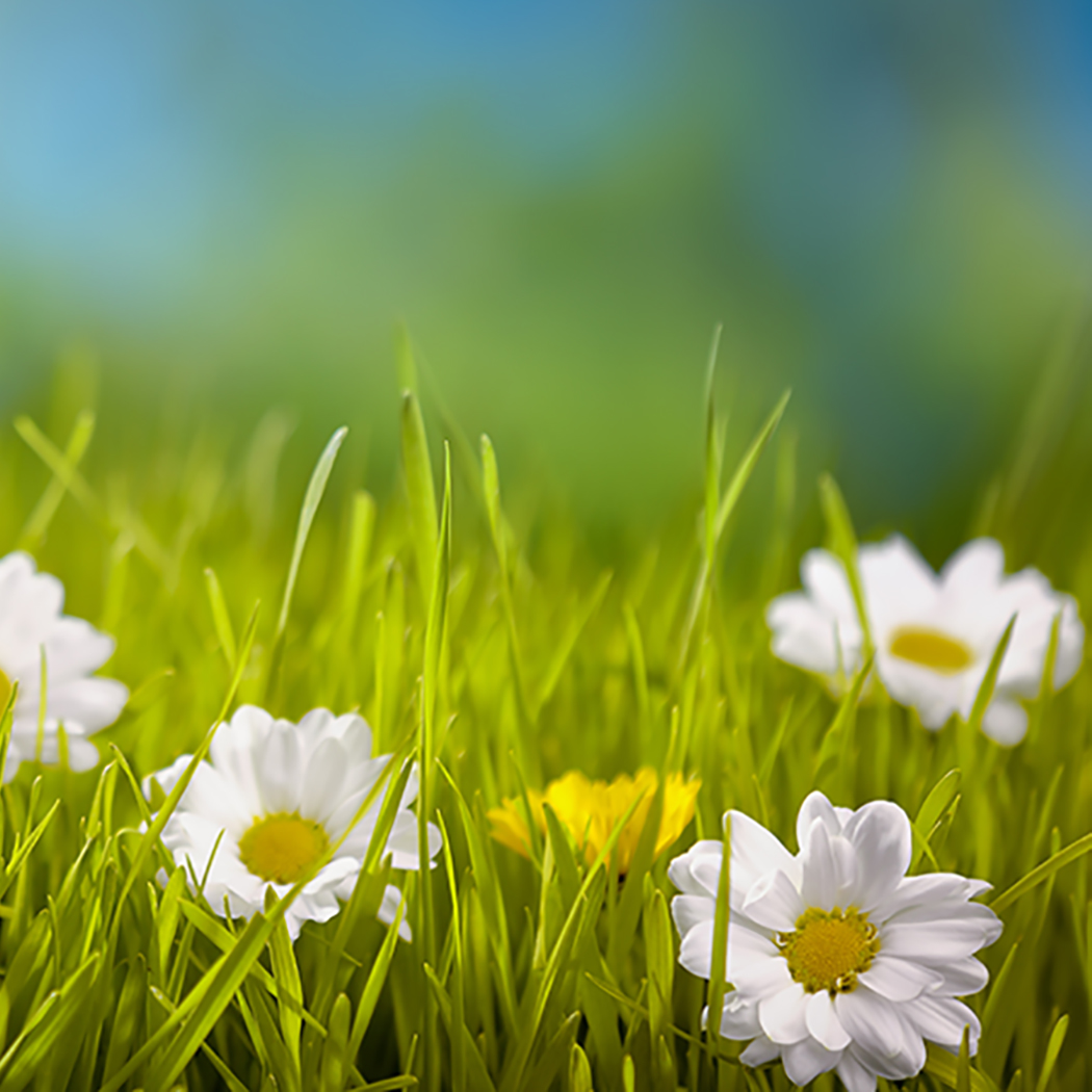 flowers in a field