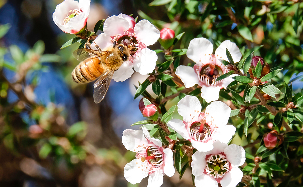 Manuka Health customer story